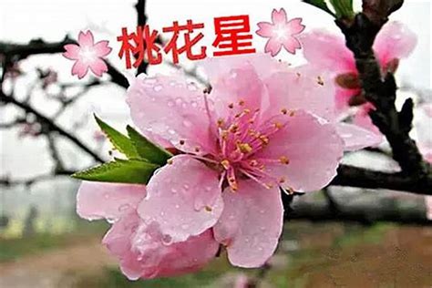 八字如何看桃花|八字篇